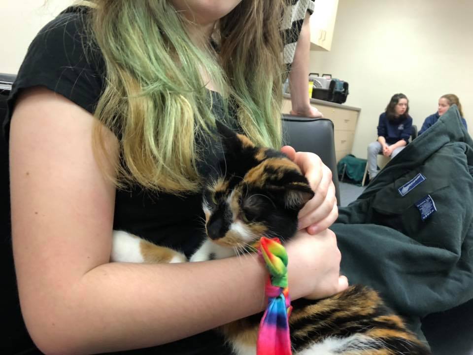 Cat Cafe at the Chatham Library a big success