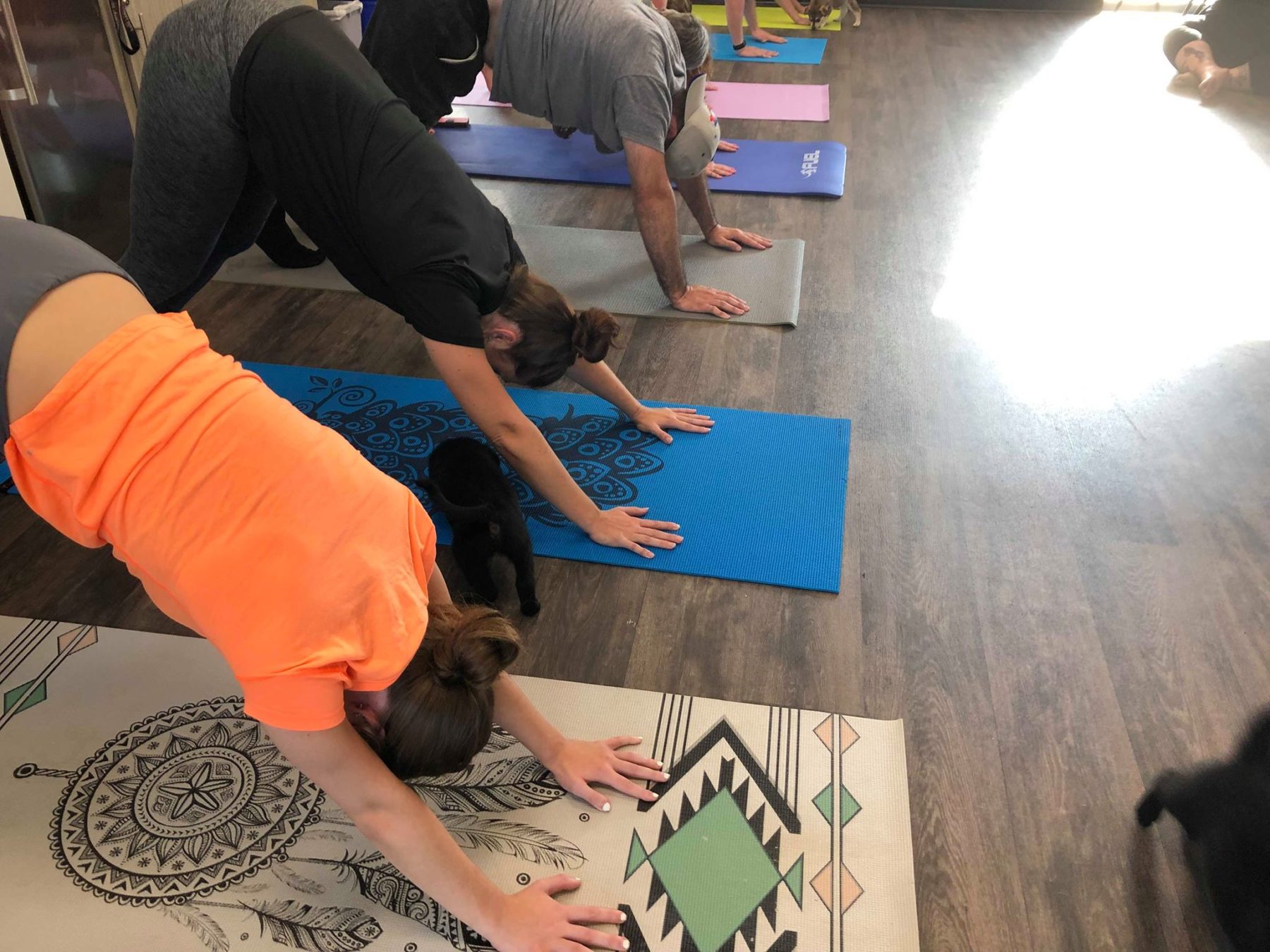 Puppy Yoga! BOTH SESSIONS ARE FULLY BOOKED! – PAW Rescue