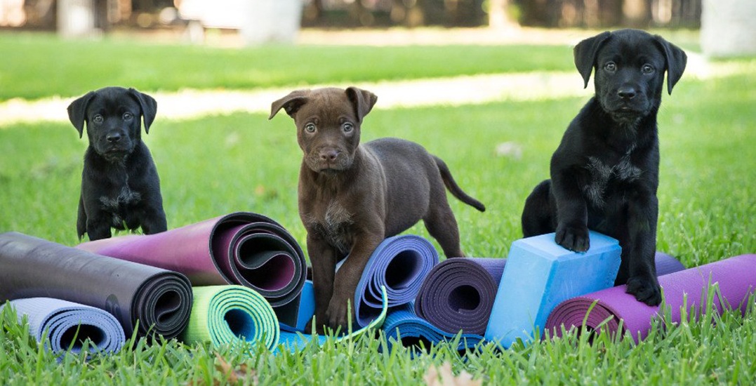 Puppy Yoga… Sept. 25th