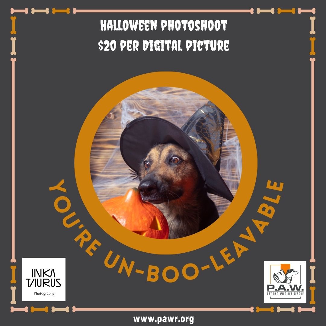 Spooktacular Photoshoot October 20th – Book your time slot!
