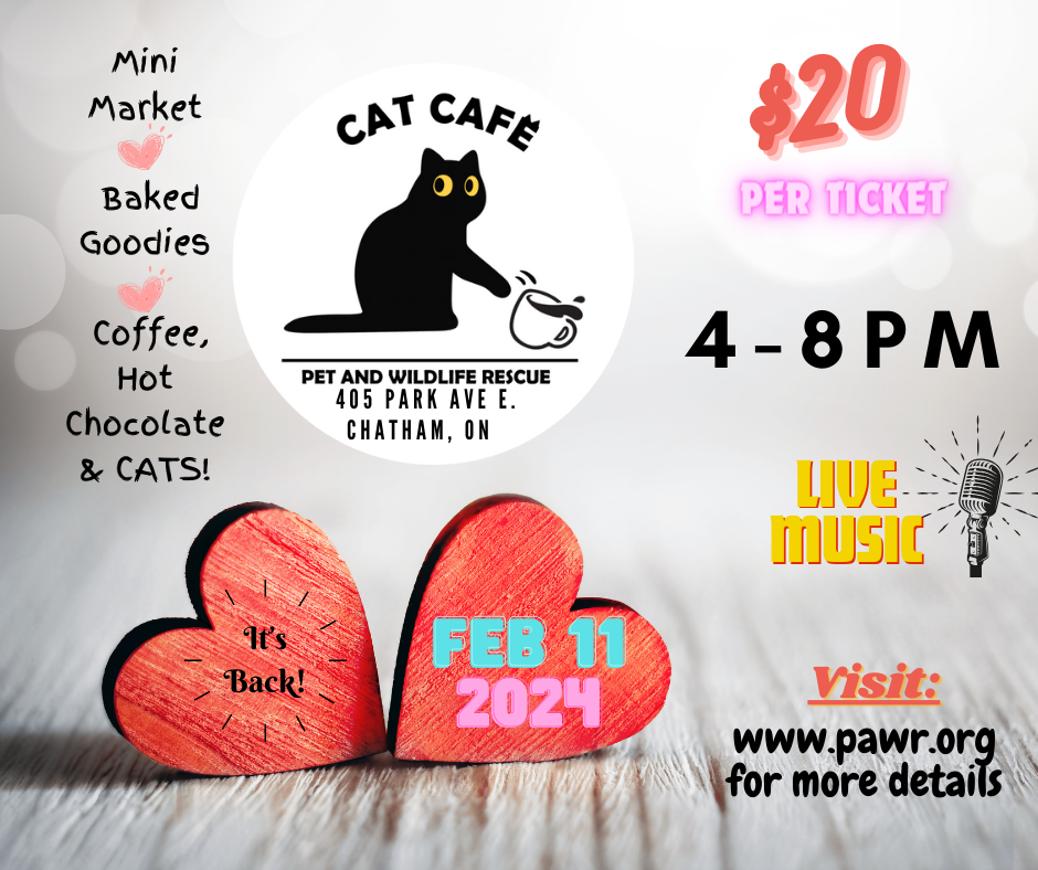 Valentine’s Cat Cafe and Mini Market Feb. 11th