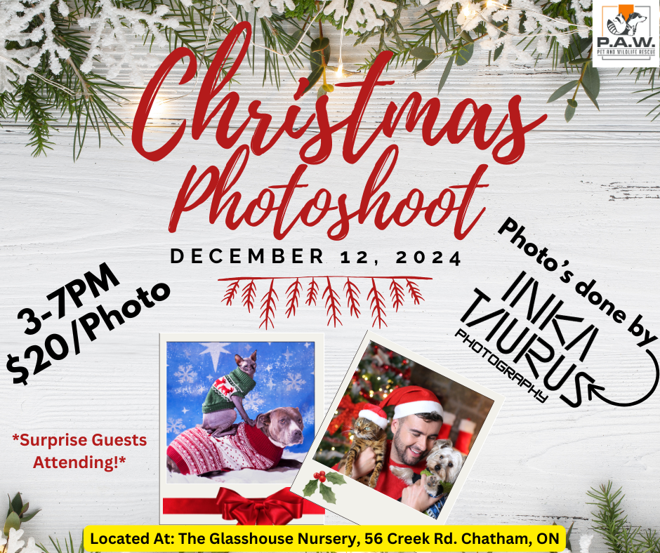 Join us for our Christmas Photoshoot Happening on December 12 from 3-7pm!