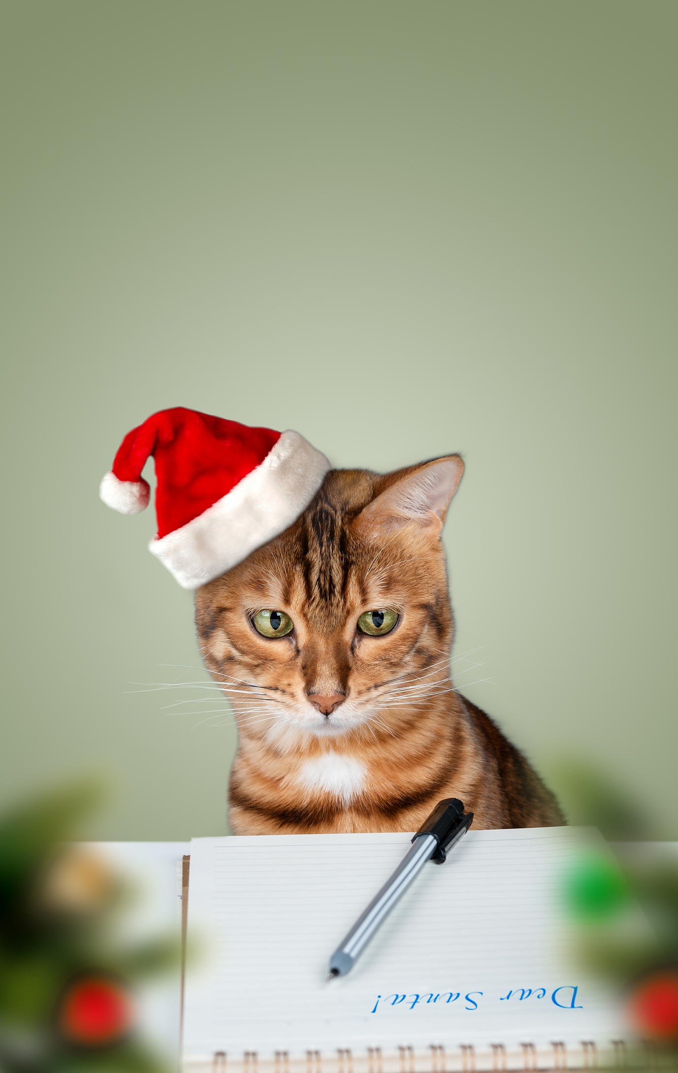 What Pets Really Want for Christmas