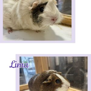 Florence & Lima