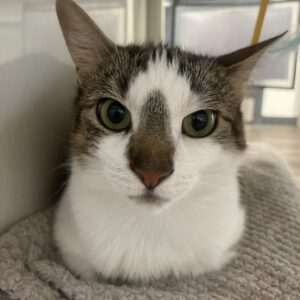 Bread Basket