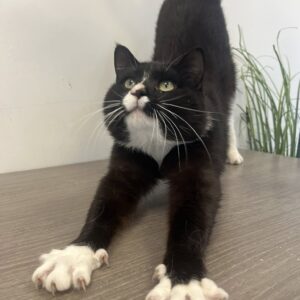 Bill Nye The Science Cat