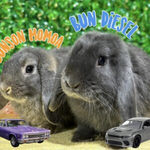 Bunson Momoa & Bun Diesel
