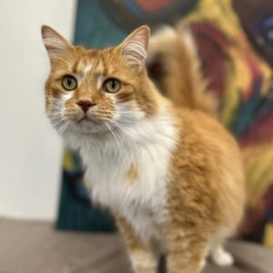 Gordon