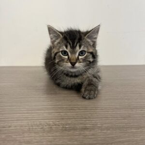 Lyra