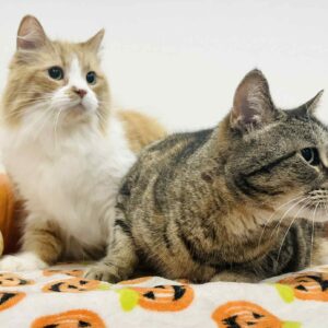 Mazi and Red (bonded pair)