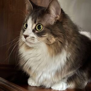 Nala