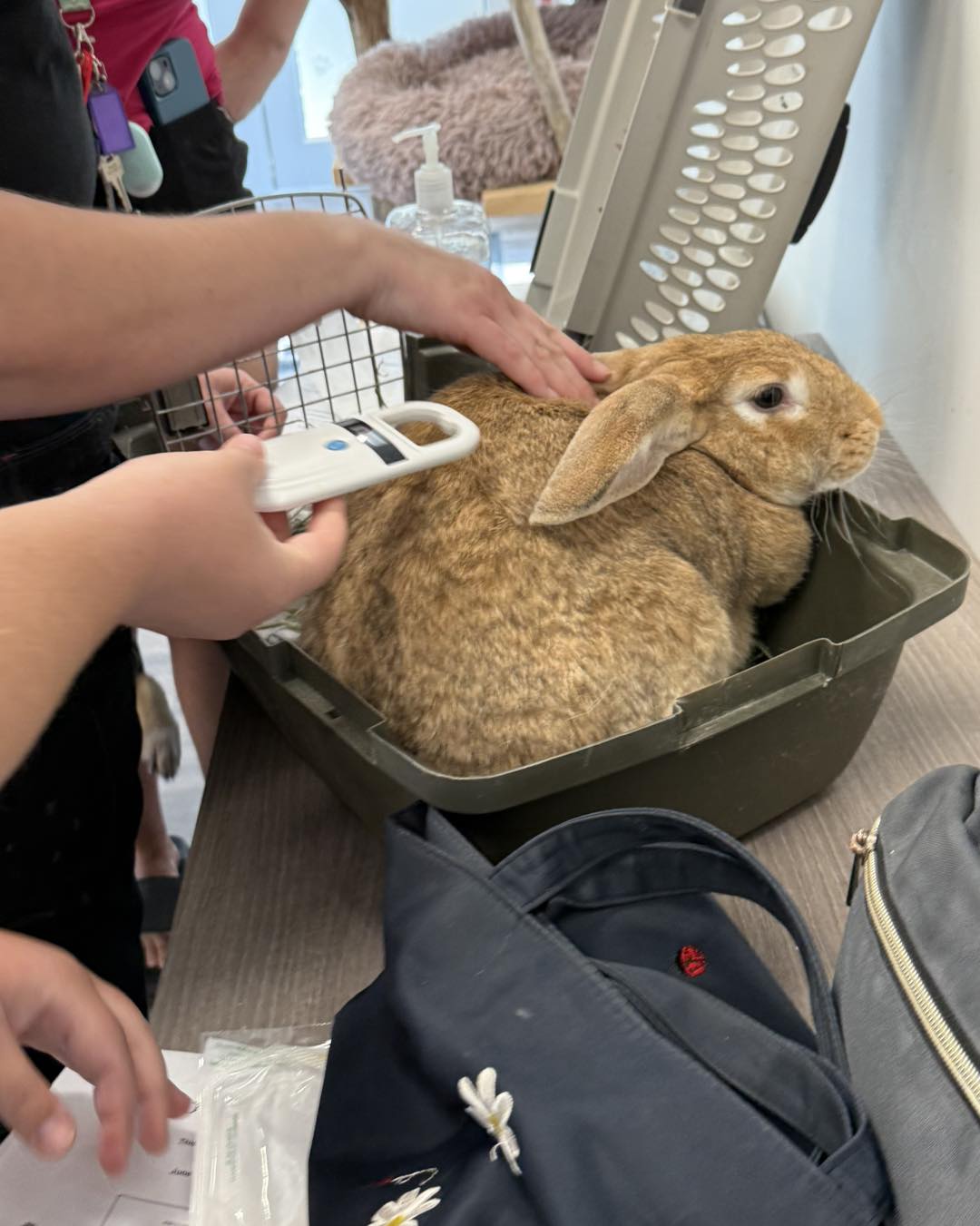A Successful Day of Safety: PAWR’s Microchip Clinic Recap