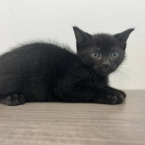 Bowie