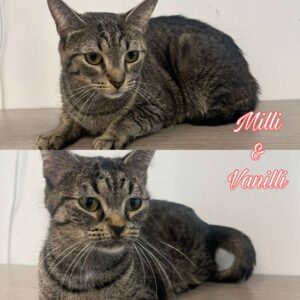 Milli and Vanilli (bonded pair)