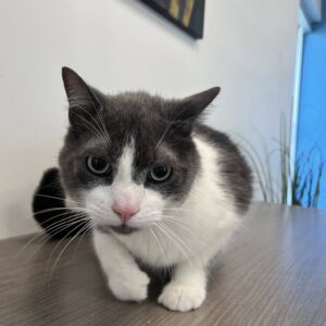 Oliver