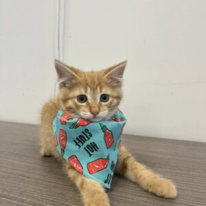 Tabasco Tony