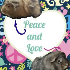 Peace & Love