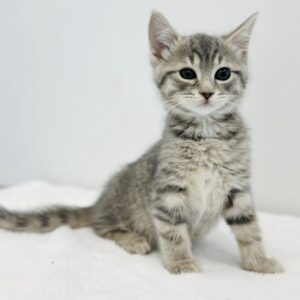 Where to Adopt Cat: Top Trusted Places for Your New Feline Friend