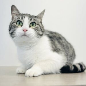 Lulu