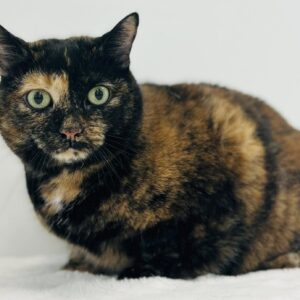 Tallulah