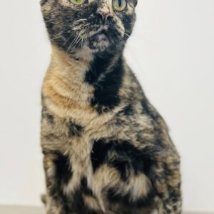 Tuna Turner