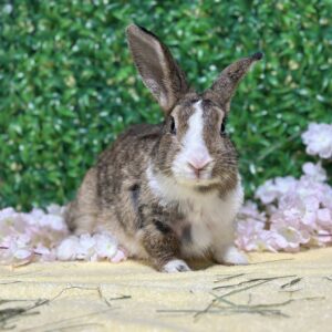 Elphabun