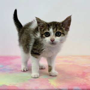 Nilla