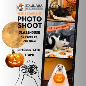 Halloween Photoshoot Oct. 24