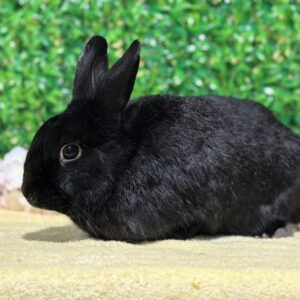 Robun Williams