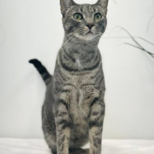 Gidget