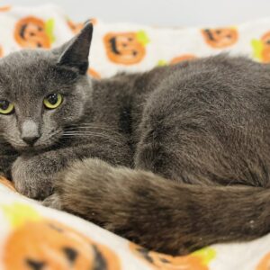 Sizzle Sizzle, Uh Uh