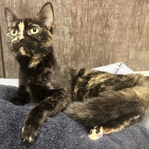 Tapioca Pearl (Working Cat)