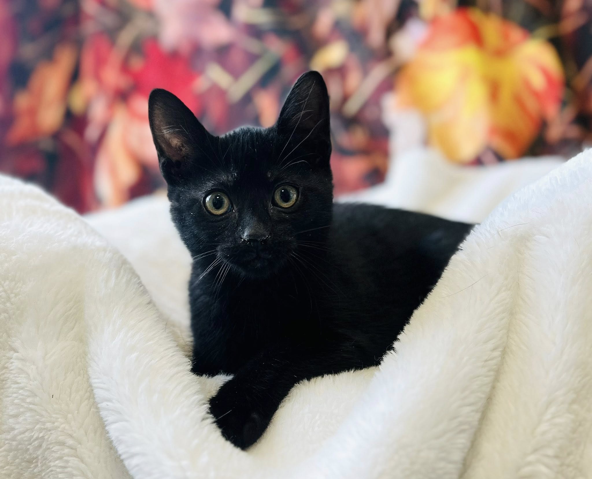 577411124_2049745165785156_6550983481245850762_n