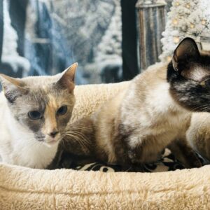 Astra and Nomi (bonded pair)
