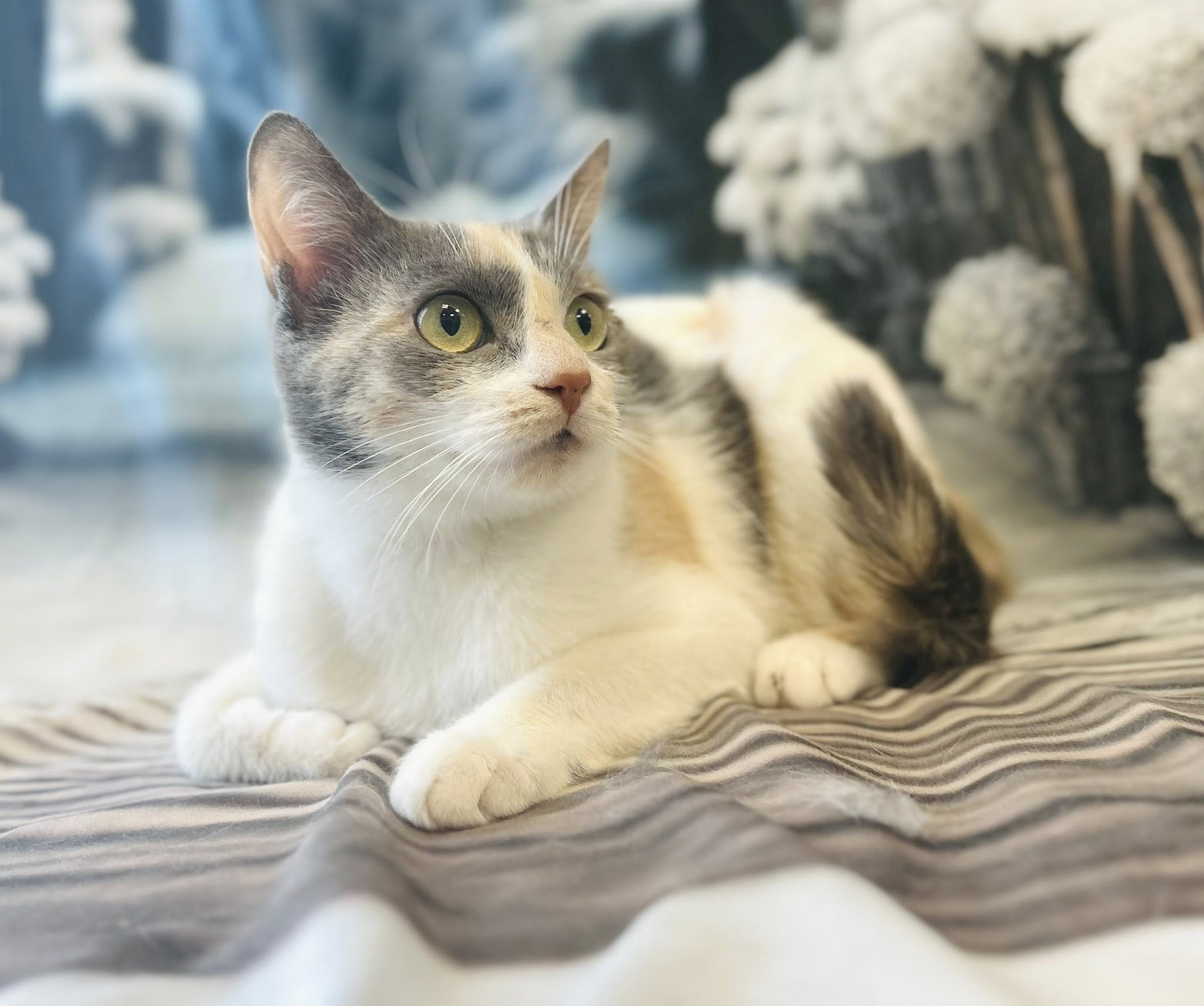 597729844_2075910519835287_5072255387560324972_n