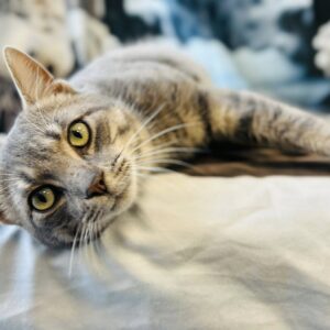 Hermey the Misfit Elf