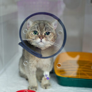 Owned Cat Spay/Neuter Voucher $50