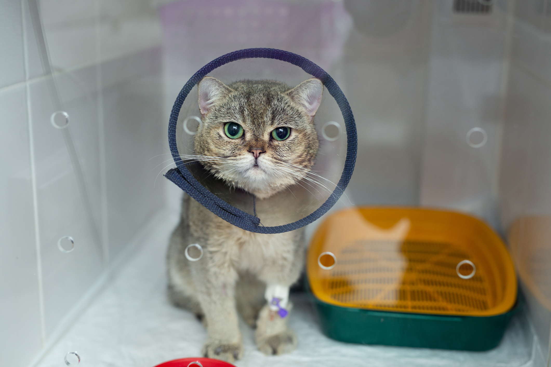 Domestic heterochromia cat wear cone pet recovery collar after surgery, anti bite lick wound healing safety.