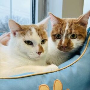 Stocking and Stuffer (Bonded Pair)