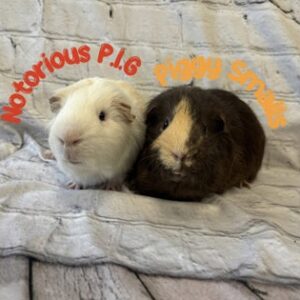 Notorious P.I.G & Piggy Smalls