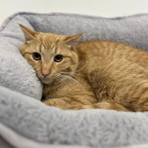 Granddaddy Purple (Working Cat)