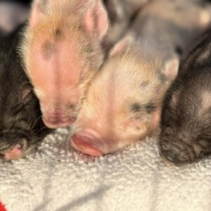 Piglet Yoga