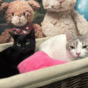 Olive and Panther (Bonded Pair)