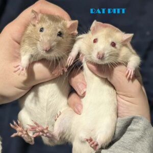 Chris Rat & Rat Pitt