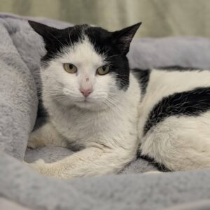 The Lord of the Lunge