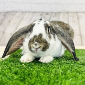 Barack O'Bunny