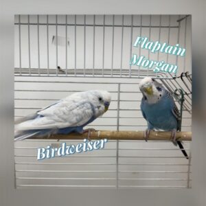 Flaptain Morgan & Birdweiser