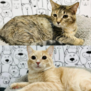 Hopper and Tulip (Bonded Pair)