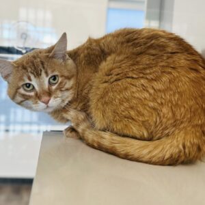 Traffic Cone *SPONSORED ADOPTION*