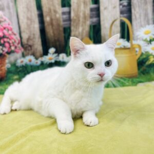 Mildred